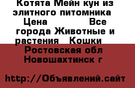 Котята Мейн-кун из элитного питомника › Цена ­ 20 000 - Все города Животные и растения » Кошки   . Ростовская обл.,Новошахтинск г.